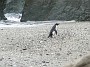 12.45- Le gorfou des fjordland niche aux abords de la foret